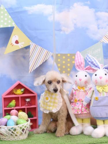 20240317桃果ちゃん